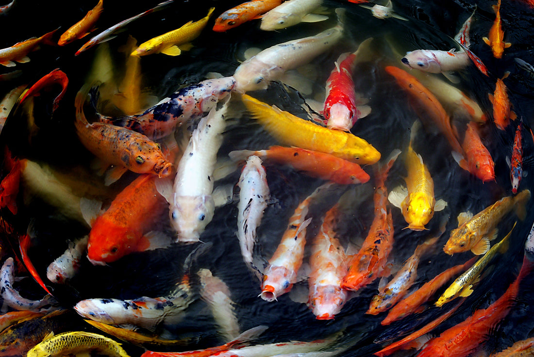 What Is Nishikigoi? The Origin Story of Japan's Snow-Country Koi