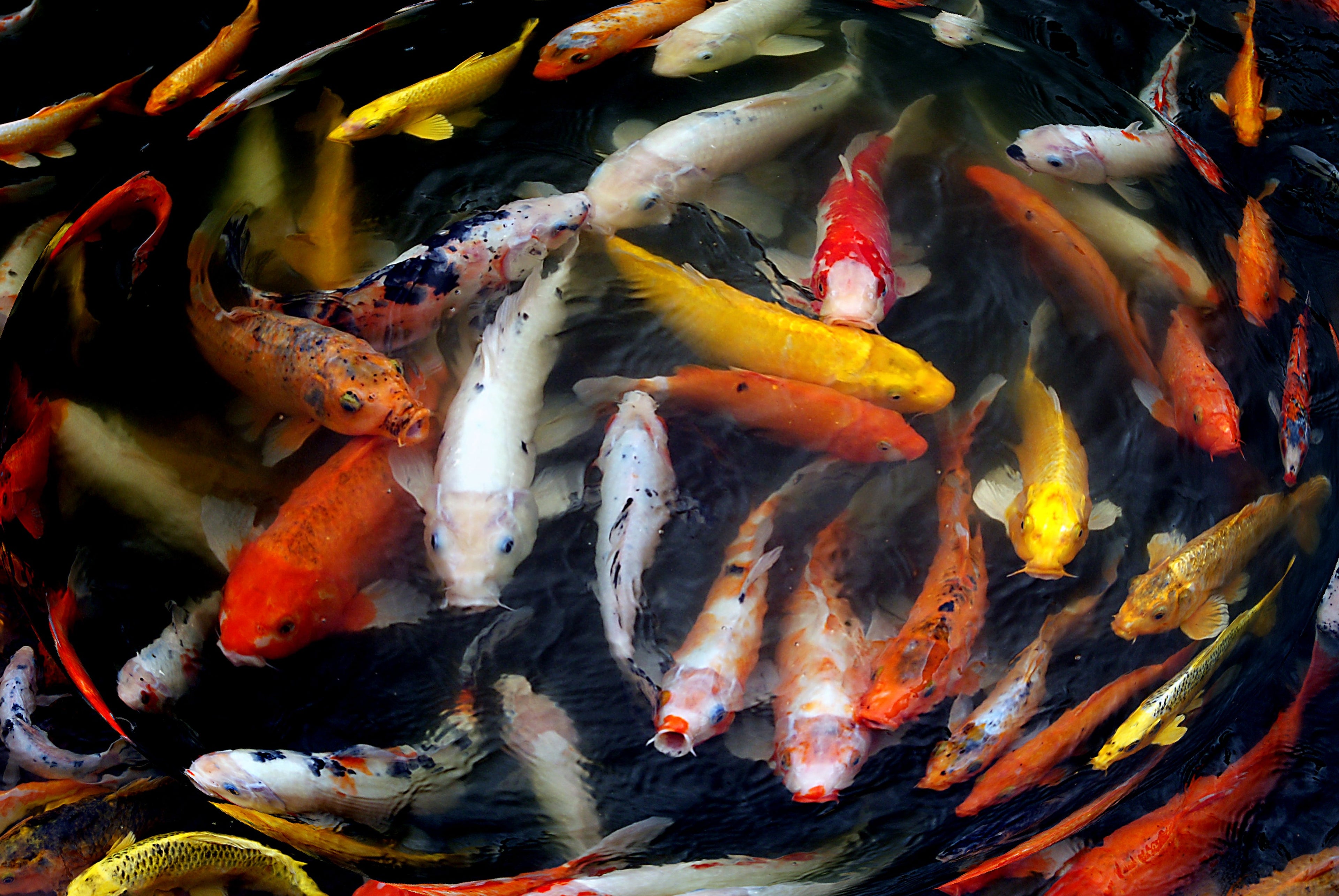 What Is Nishikigoi? The Origin Story of Japan's Snow-Country Koi